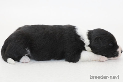 成約済の神奈川県のボーダーコリー-377303の5枚目